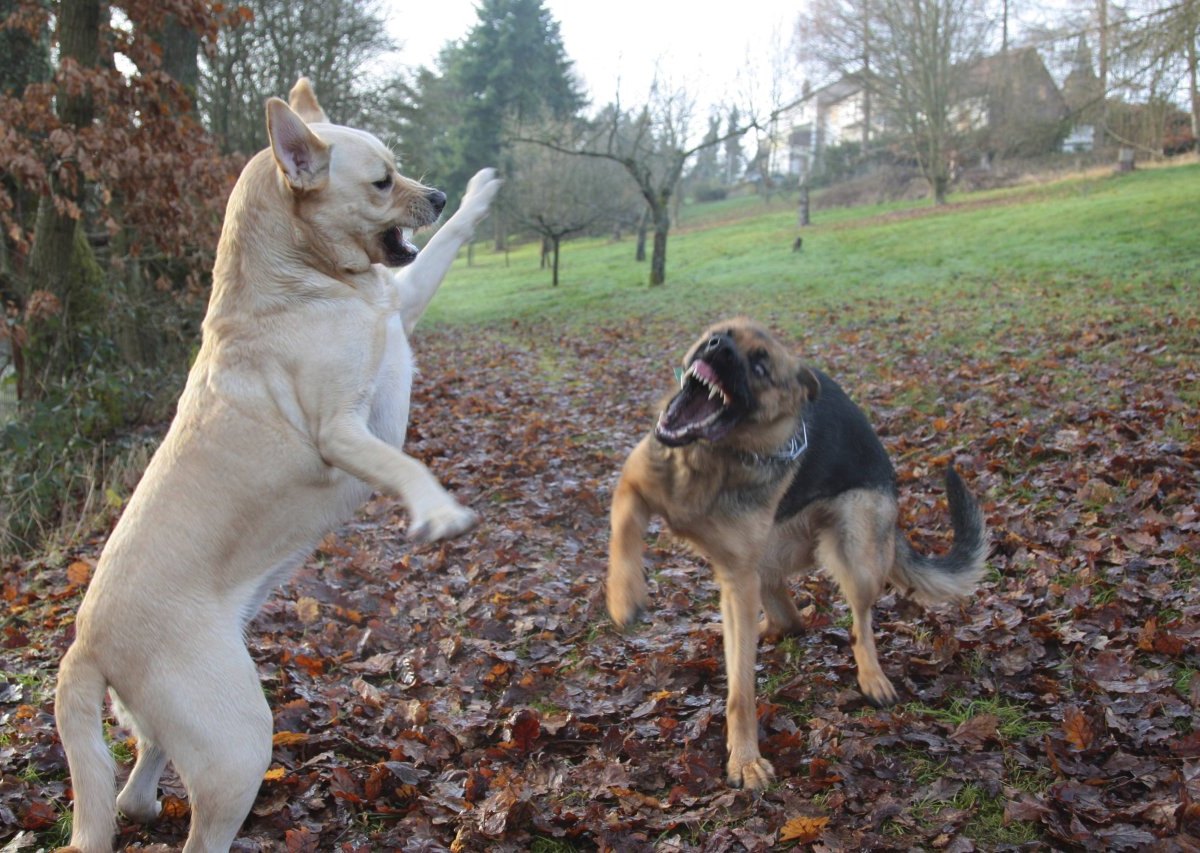 hund in apolda.jpg