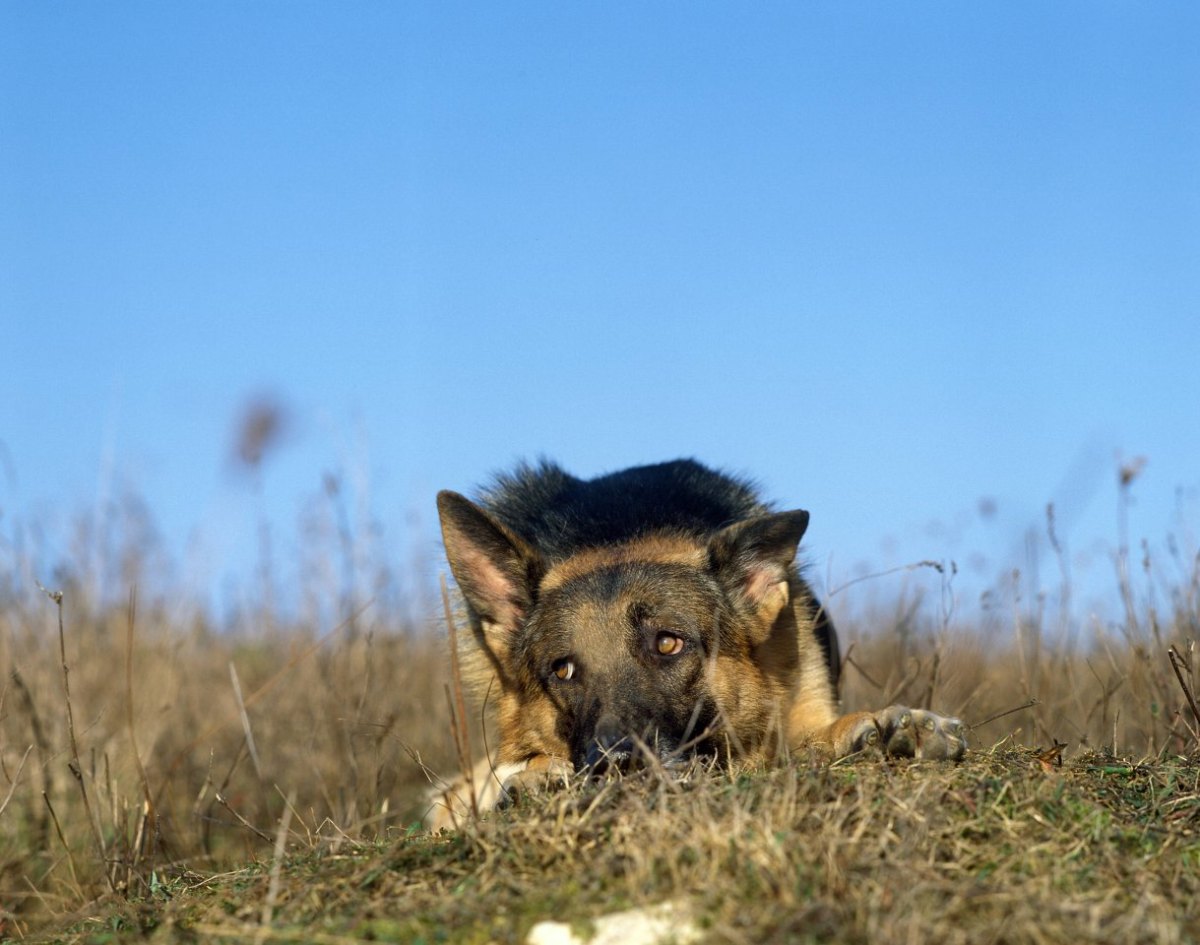 hund in eisenach.jpg