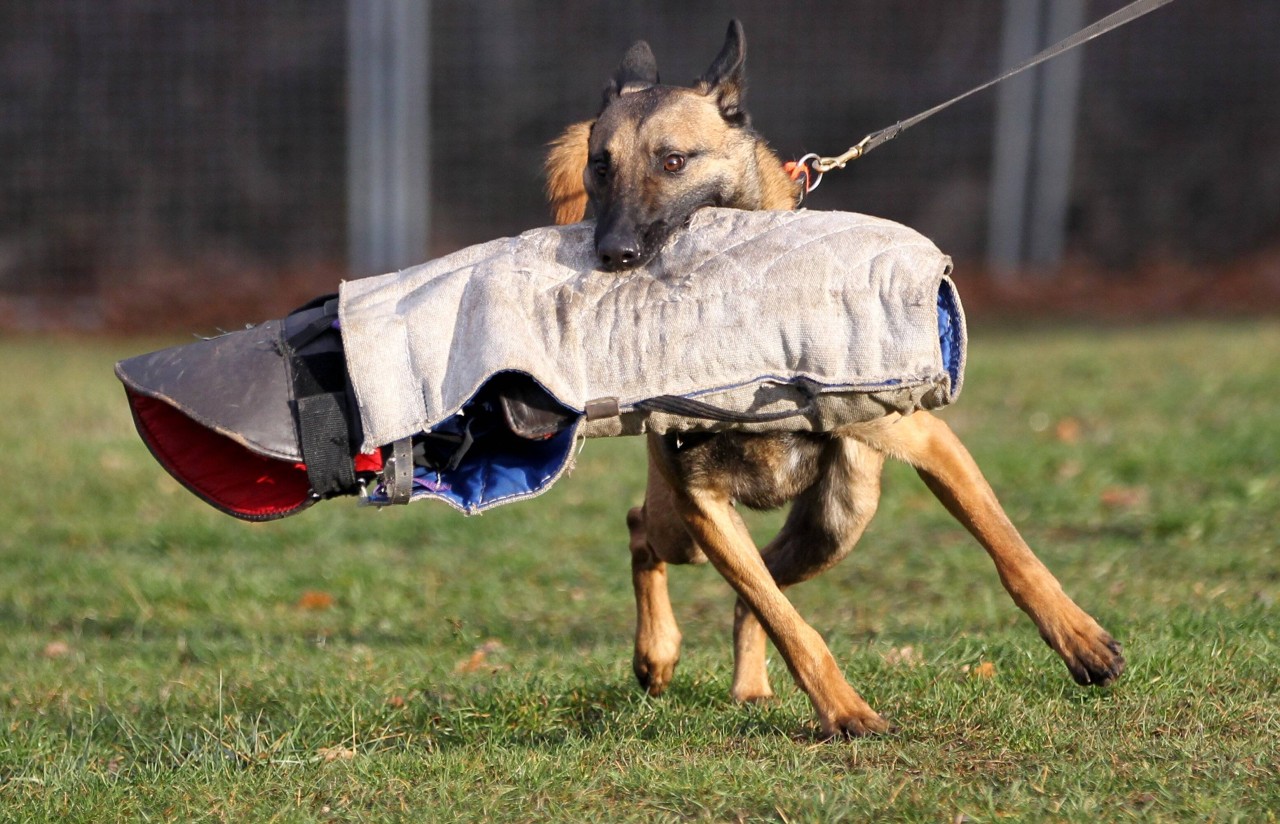 Hund in Leipzig: Ein Malinois bei der Diensthundeausbildung. (Symbolbild)