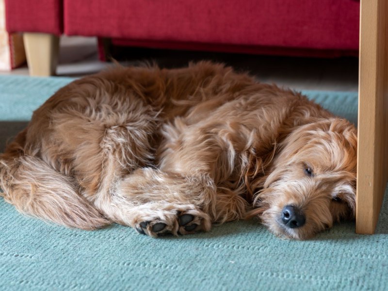 hund in thüringen.jpg