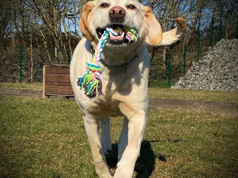 hund in thüringen ellie.jpg
