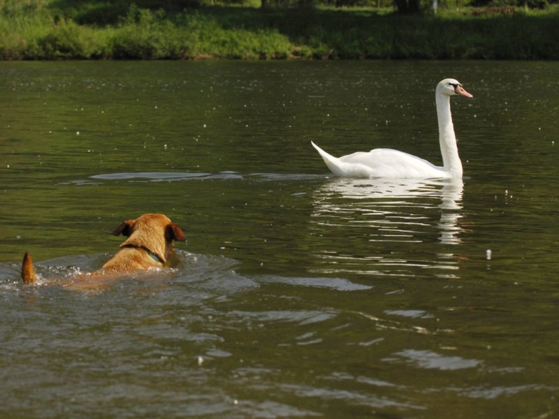 hund schwan.jpg