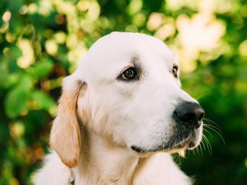 hund thüringen.jpg