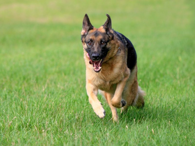 hund thüringen wickerstedt schäferhund zähne biss