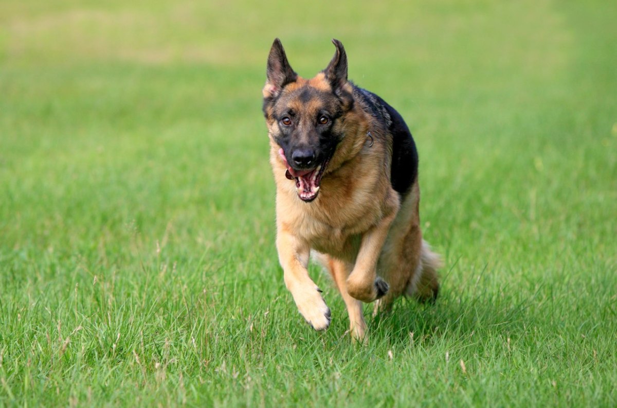 hund thüringen wickerstedt schäferhund zähne biss