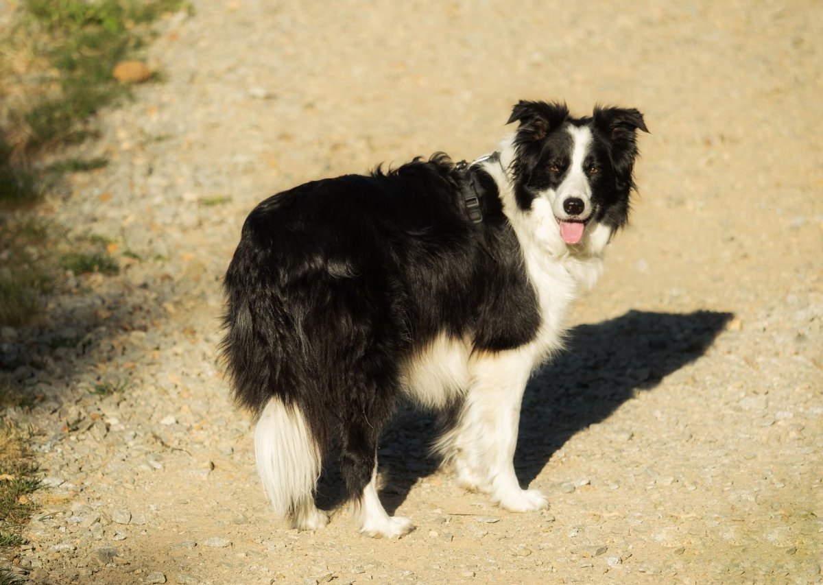 hund thürinjgen.jpg