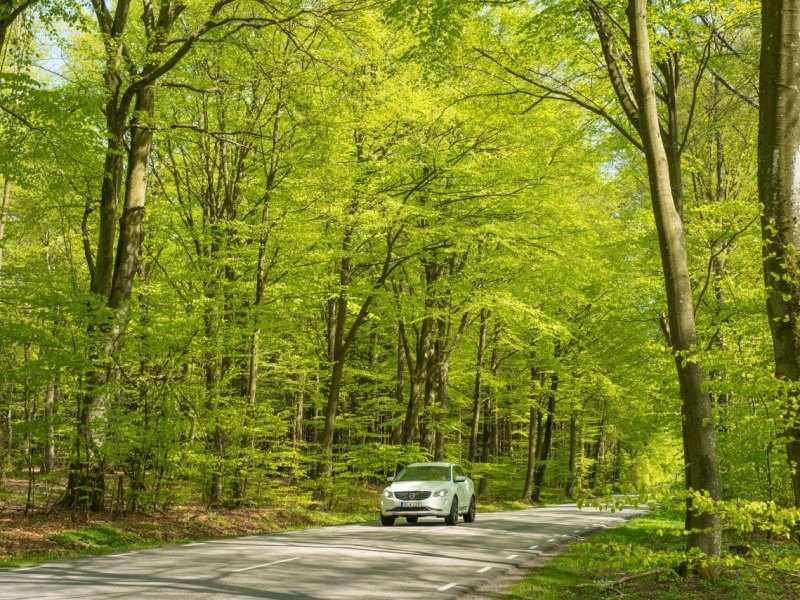 jena auto wald.jpg