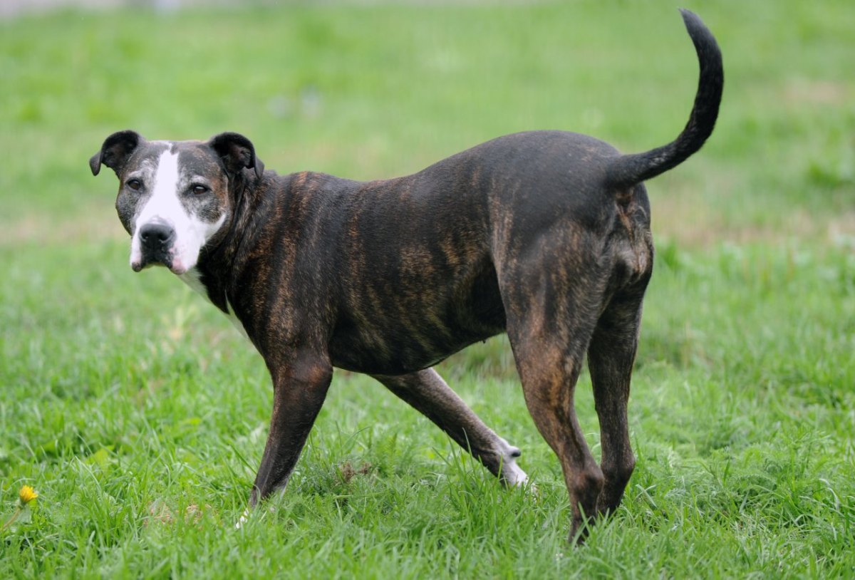 kampfhund American Staffordshire Hund