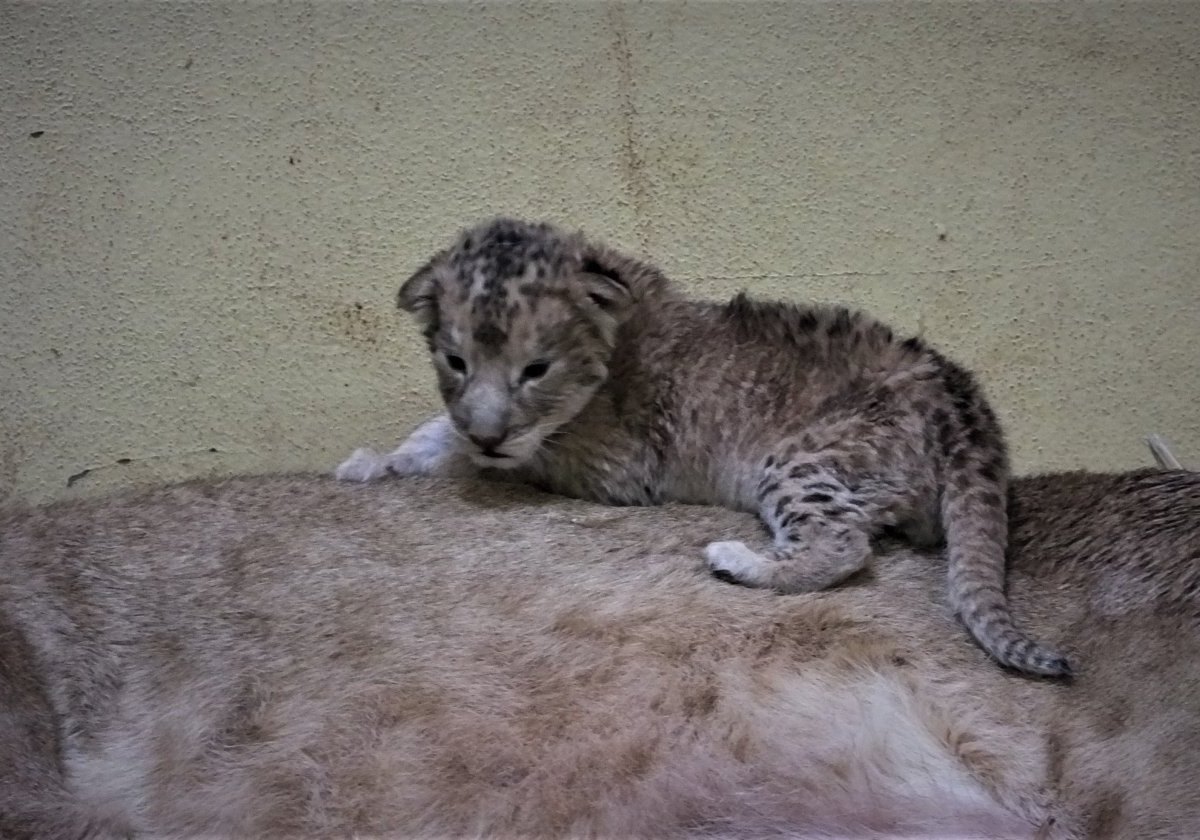 löwen-junges-zoo-erfurt