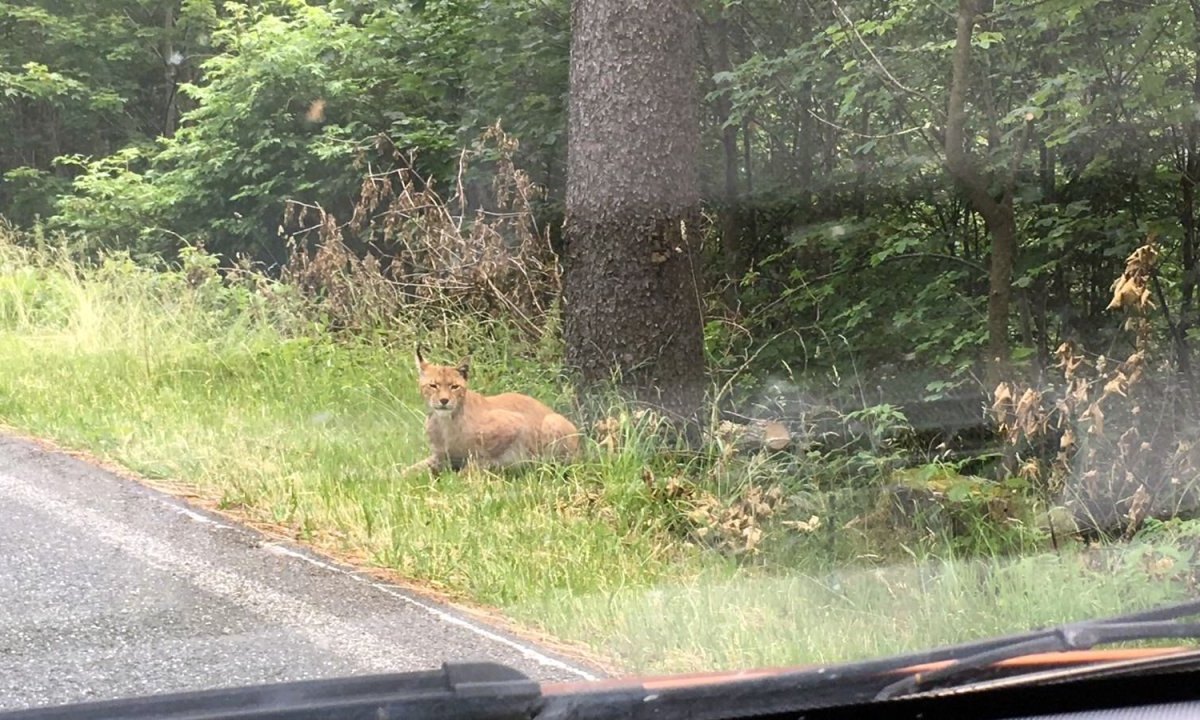 luchs thüringen aslan