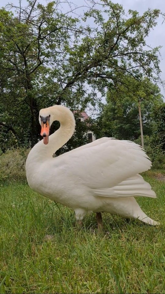 schwan thüringen sondershausen.jpg