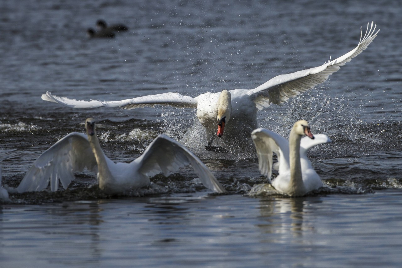 Sondershausen: Ein Schwan verjagt seine Artgenossen. (Archiv)