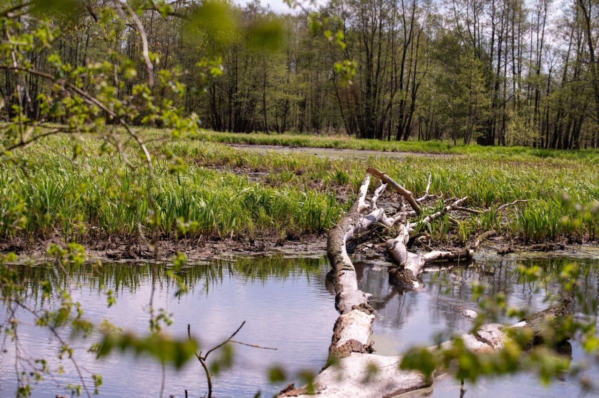 teich symbolbild.jpg