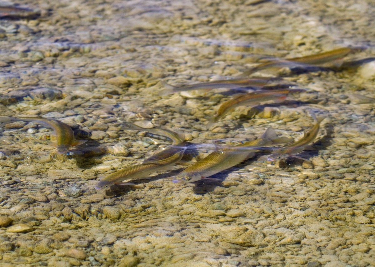 thüringen fische.jpg