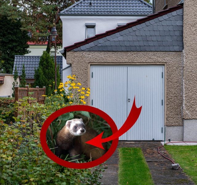 thüringen garage collage.jpg