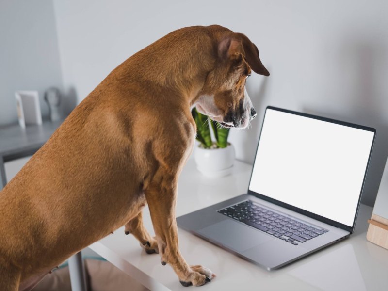 thüringen hund.jpg
