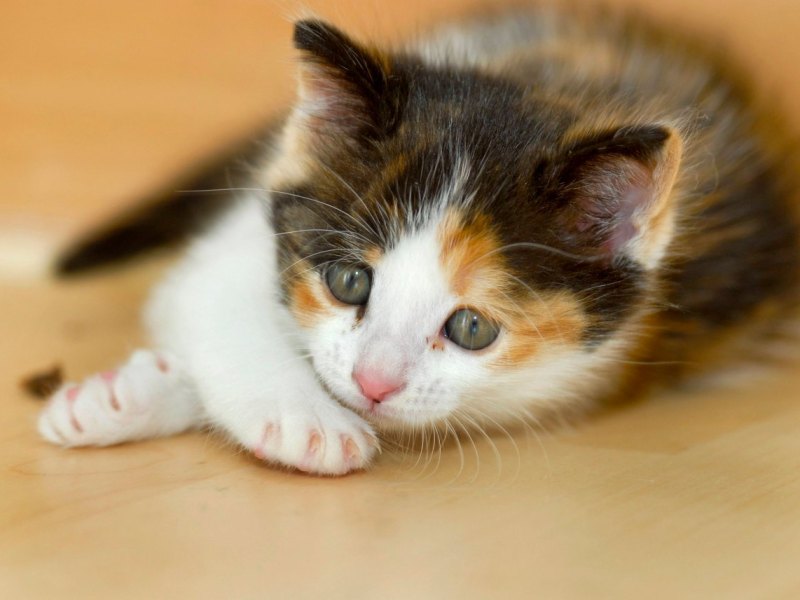 thüringen kater.jpg