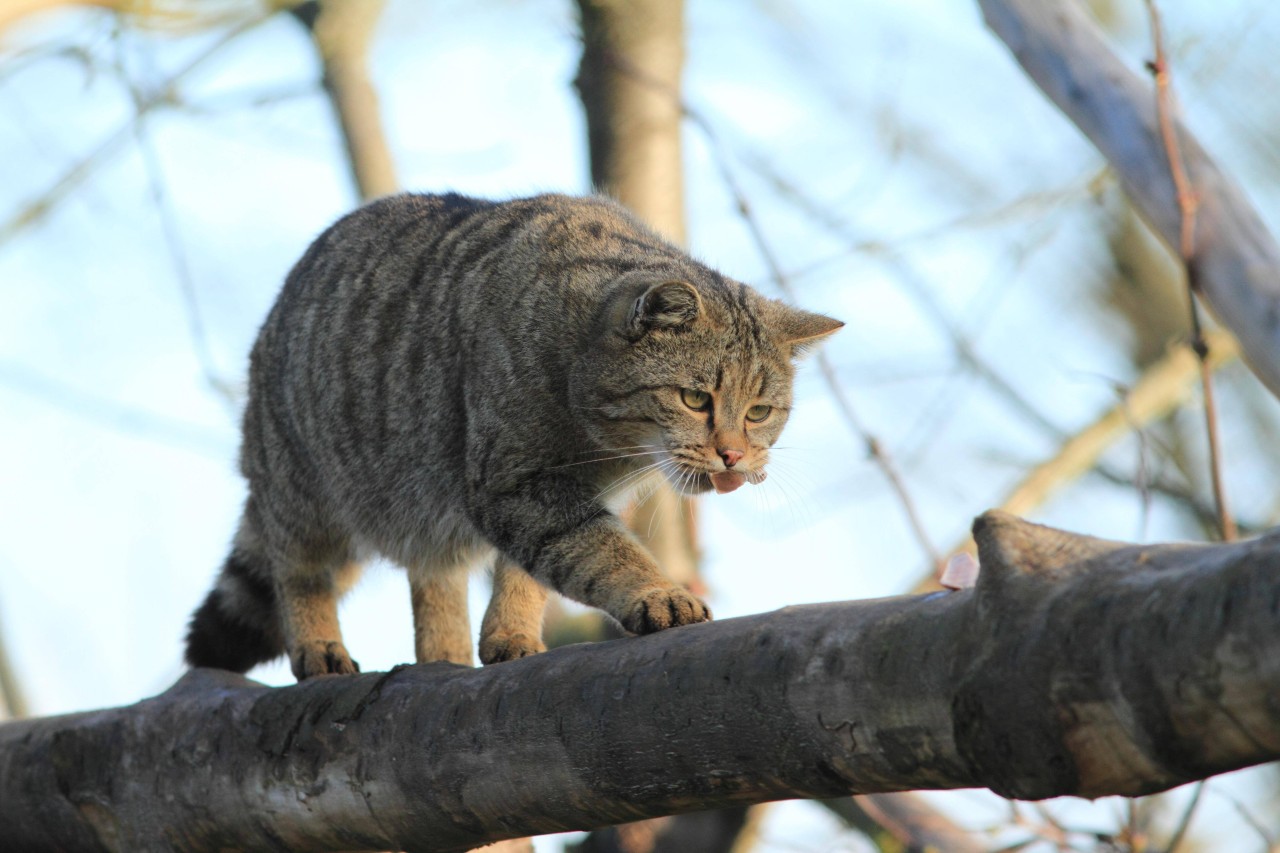 Wildkatzen fühlen sich in Thüringen wohl. (Symbolbild)