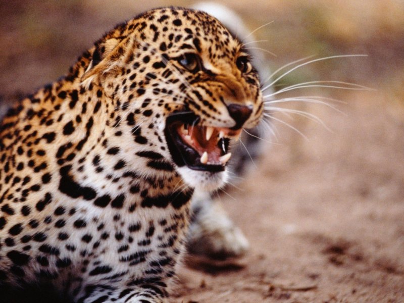 thüringen leopard.jpg
