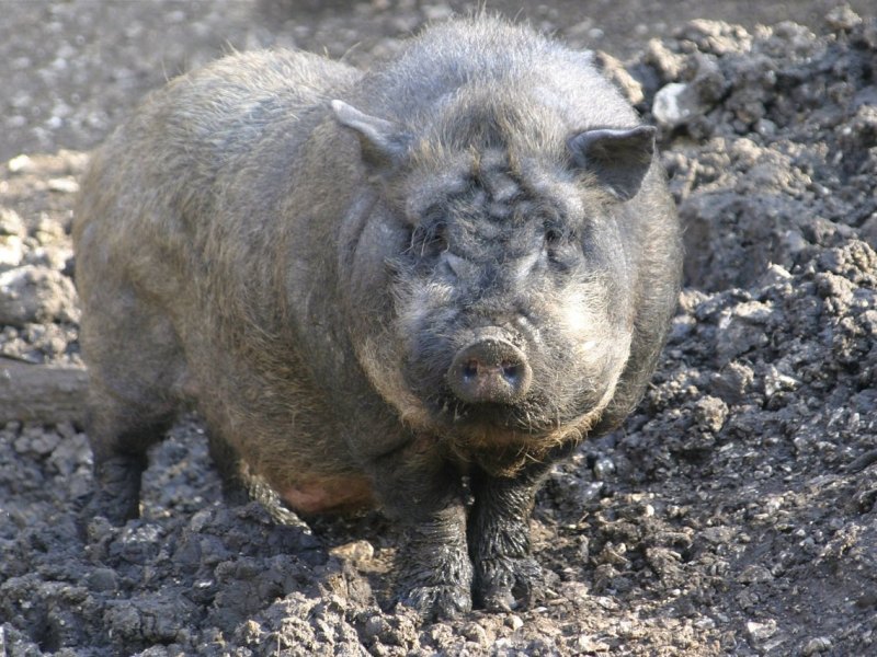 thüringen schwein.jpg