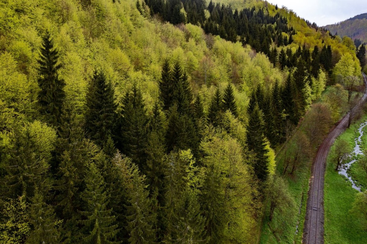 thÃ¼ringen wald.jpg