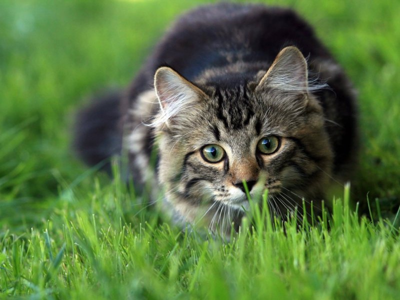 thüringen waldkatze.jpg