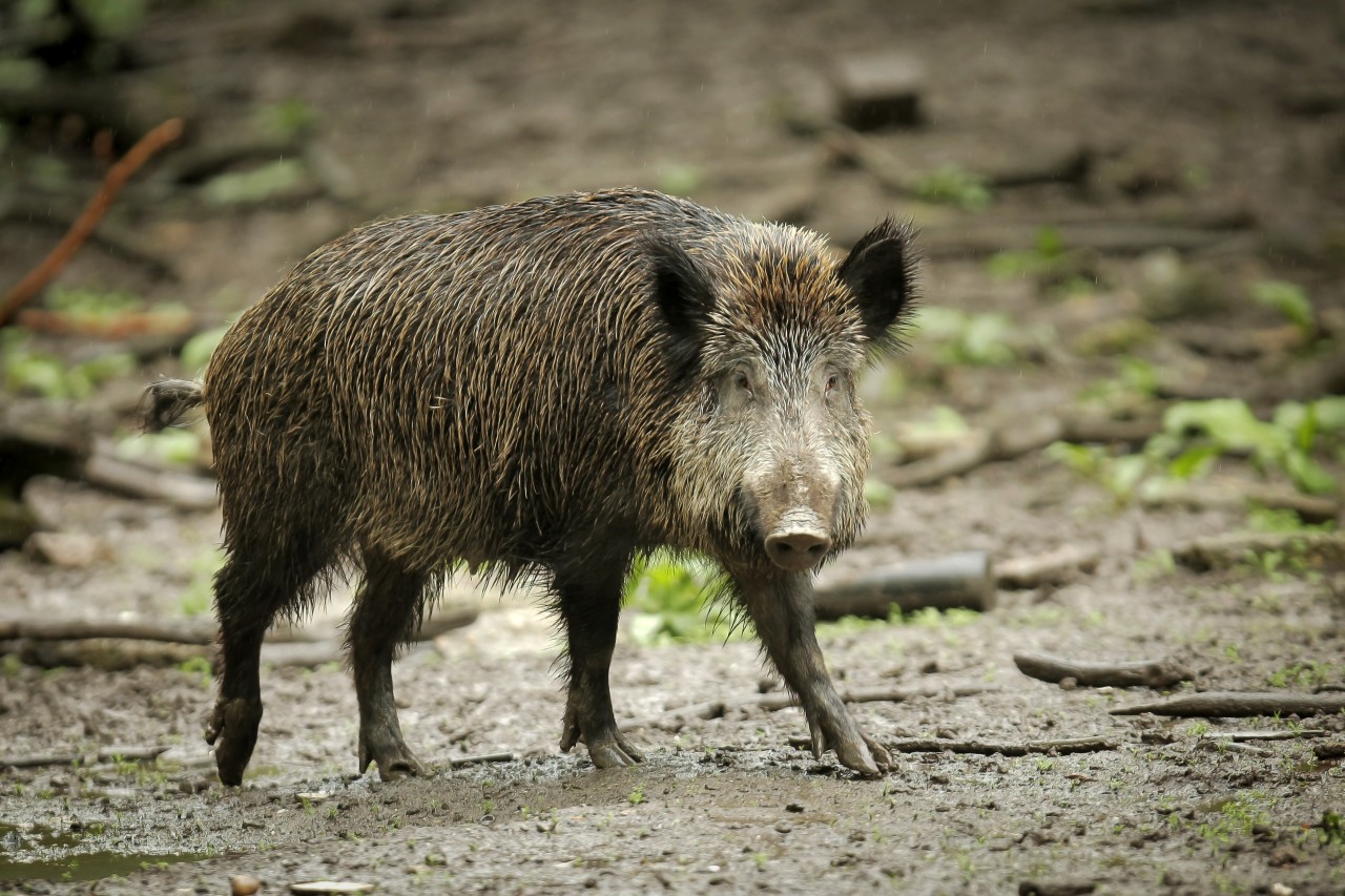 Möglicherweise hatte der Mann laufende Wildschweine gesehen und folgte ihnen mit dem Gewehrlauf. (Symbolbild) 