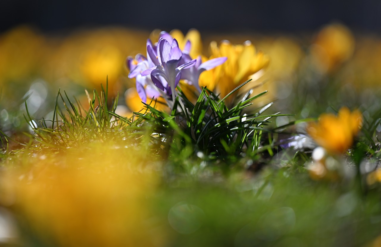 Bis zum Wochenende ist richtig frühlingshaftes Wetter in Thüringen angesagt. (Symbolbild)