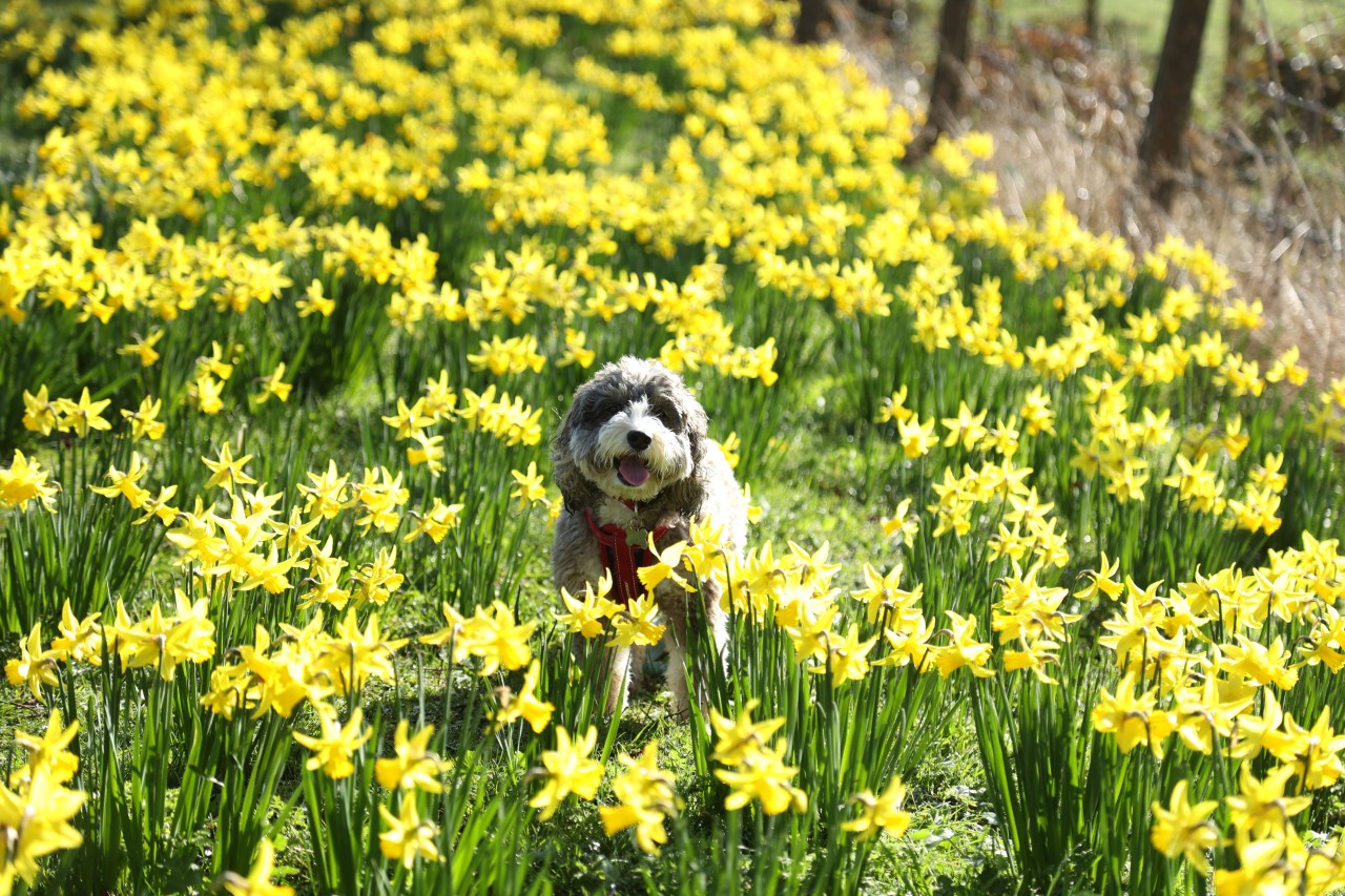 Das Wetter in Thüringen bringt den Frühling! (Symbolbild)