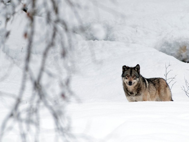 wolf in th.jpg