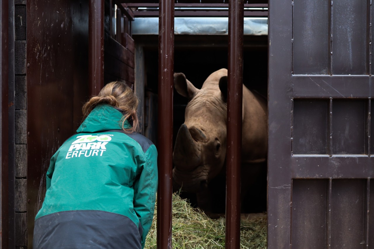 Der Zoo Erfurt verabschiedet sich von Nashornbullen Dino. 