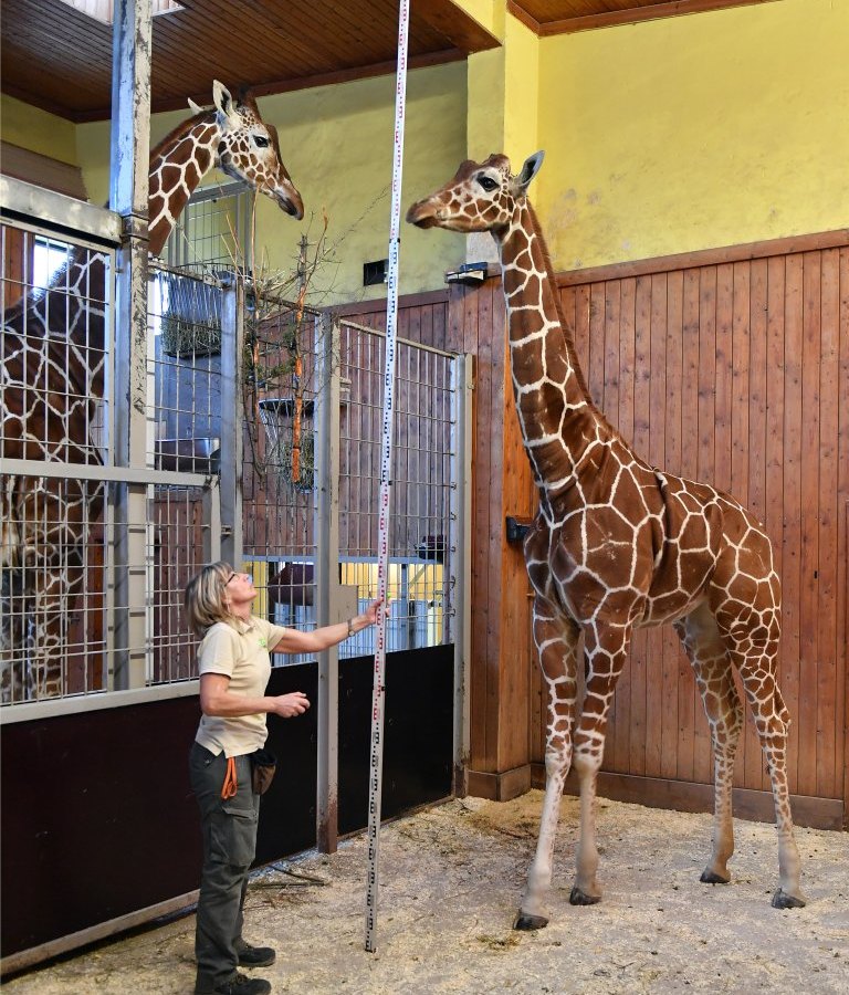 zoo erfurt giraffen