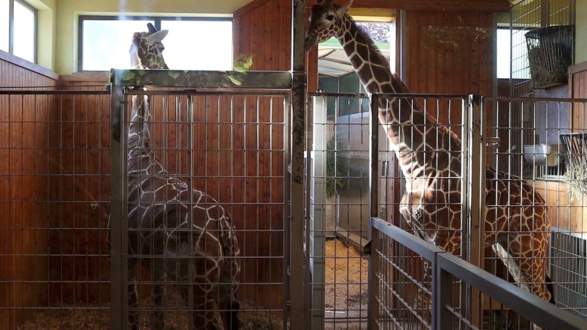 zoo erfurt giraffen