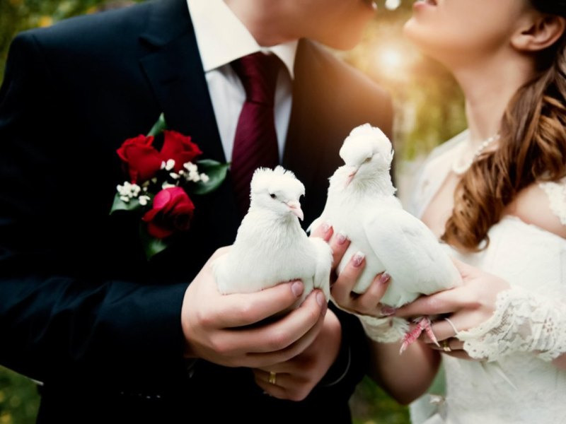 Gera Hochzeitstaube