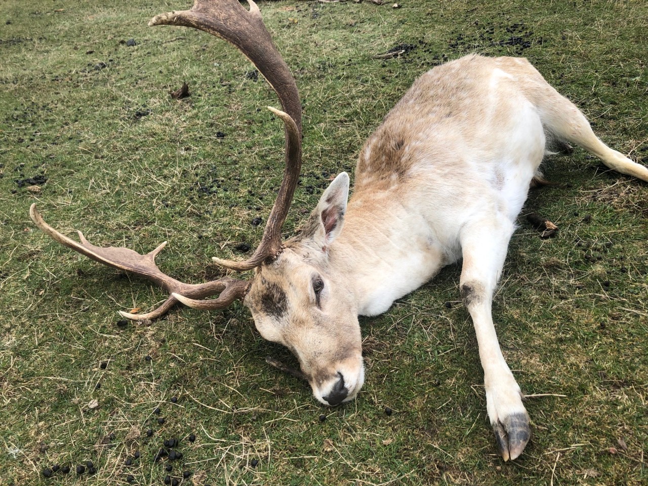 Der narkotisierte Hirsch konnte unverletzt vom Draht befreit werden. 