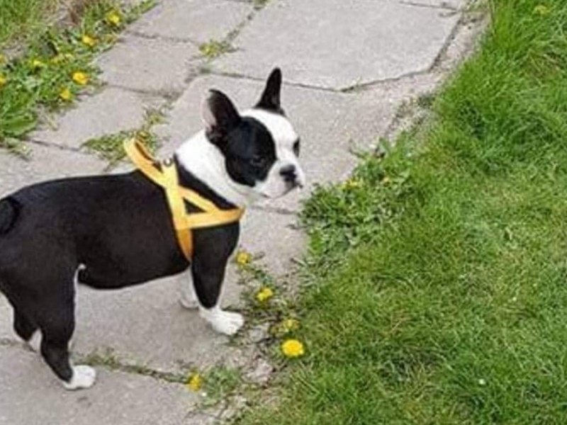 Hund Sömmerda.jpg