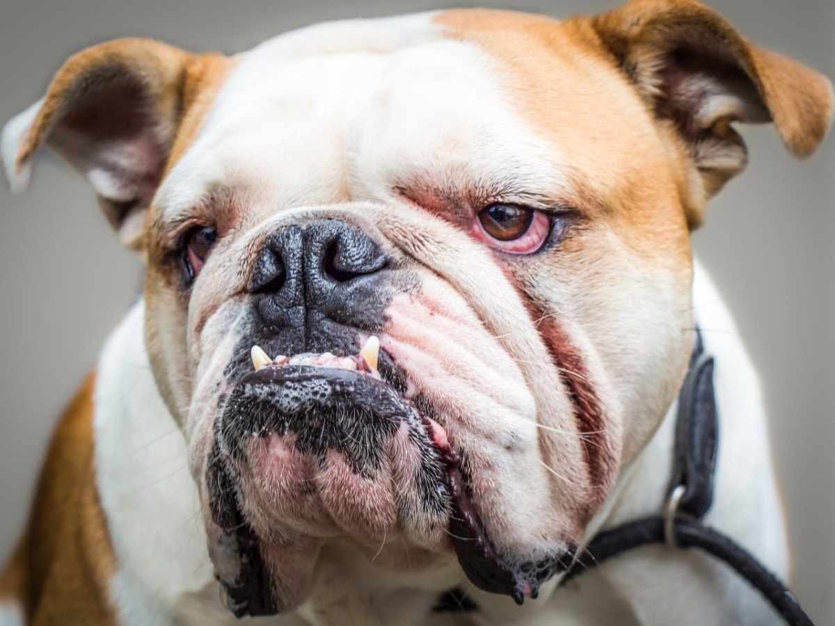 Hundeausstellung Erfurt.jpg