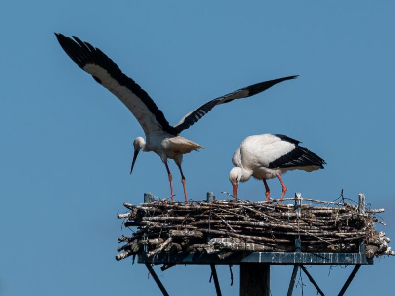 Storche Thüringen