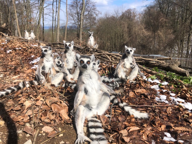 Bei den Kattas im Affenwald in Straußberg (Thüringen) gab es einen wahren Baby-Boom.