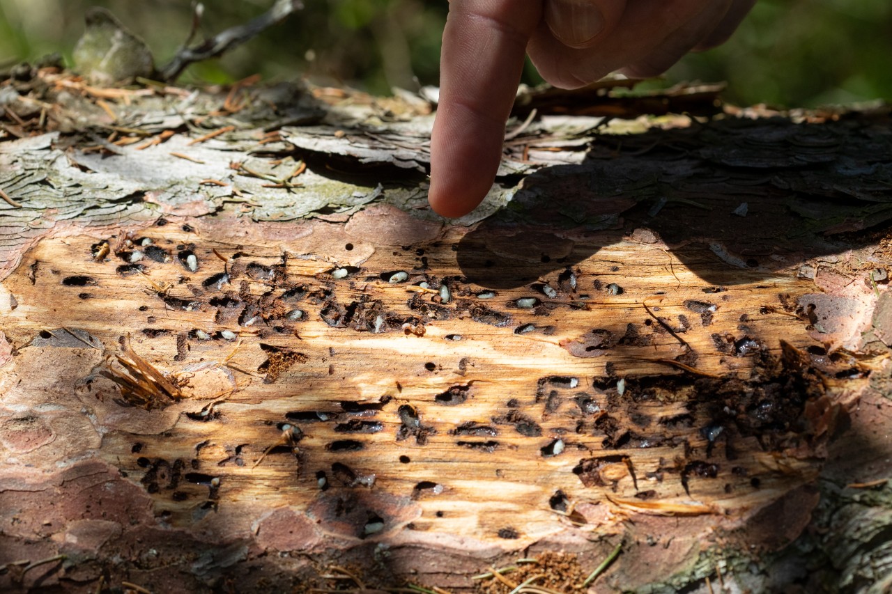 Larven des Buchdruckers (Borkenkäfer) sitzen zwischen Ausbohrlöchern auf einem Fichtenstamm. Waldbesitzer in Thüringen sollten genau das verhindern! (Symbolbild)