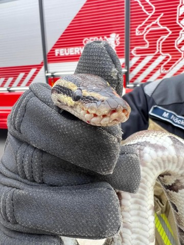 In Gera sorgte diese Python für Aufsehen. 