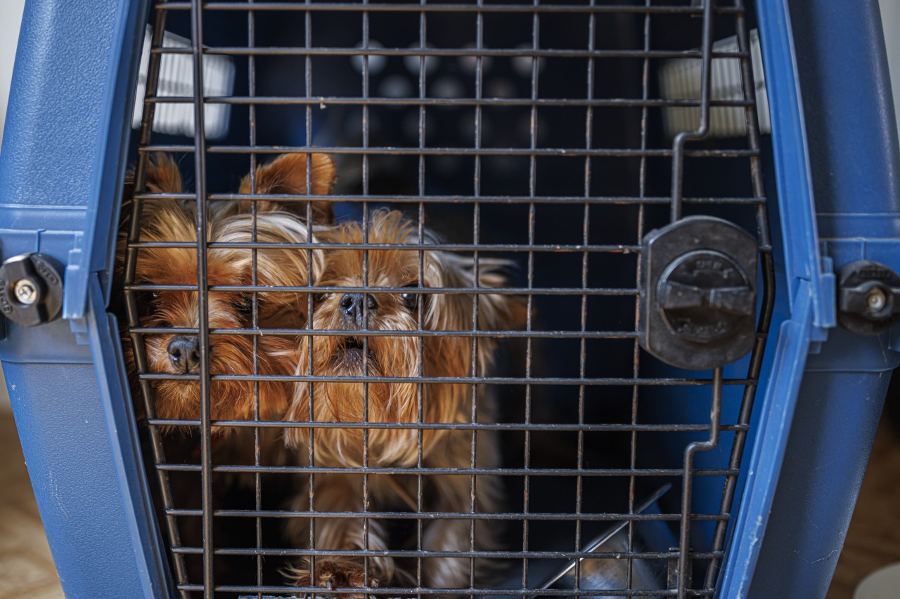 17 Hunde und 18 Katzen konnten in Thüringen aus schlechter Haltung gerettet werden! (Symbolbild)