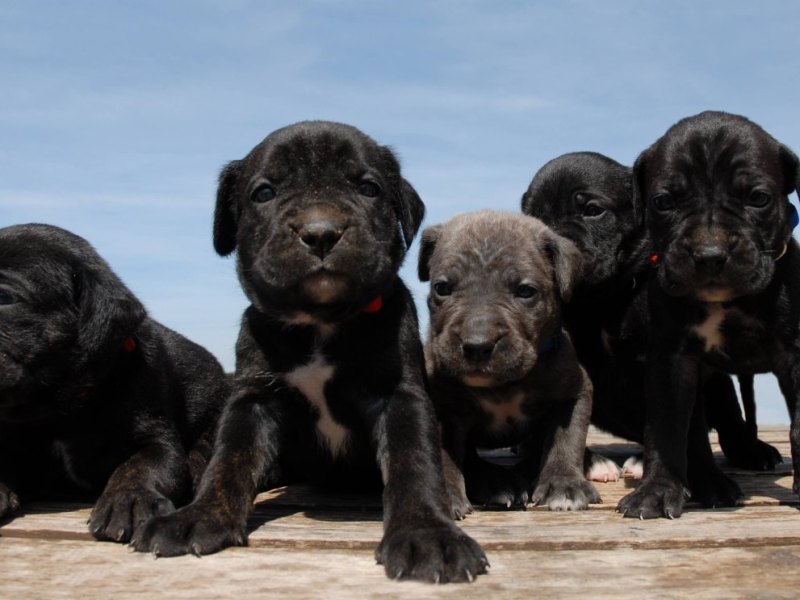 Hund in Rudolstadt Welpen Cane Corso
