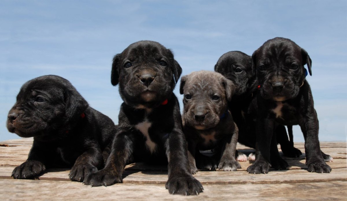 Hund in Rudolstadt Welpen Cane Corso