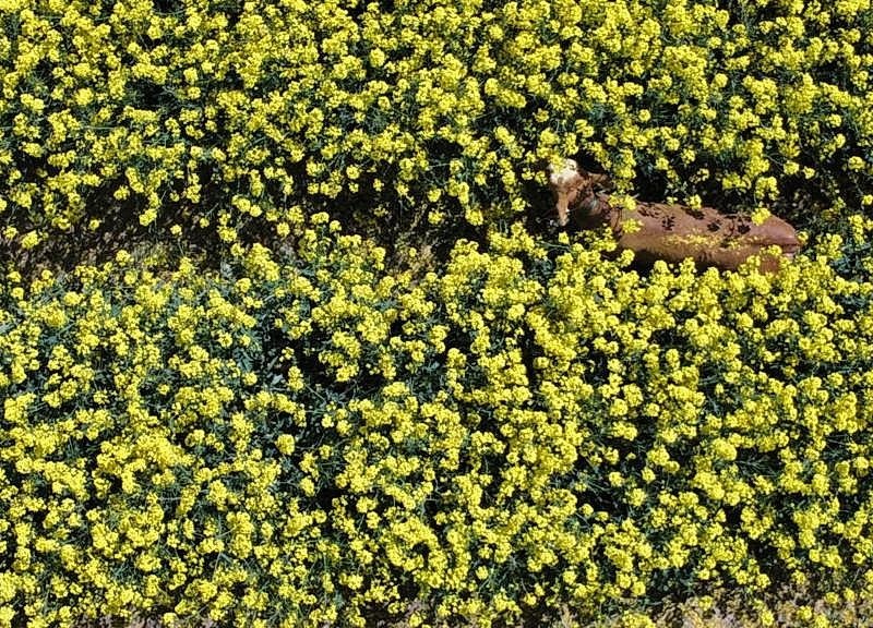 Thüringen Kuh Feld.jpg