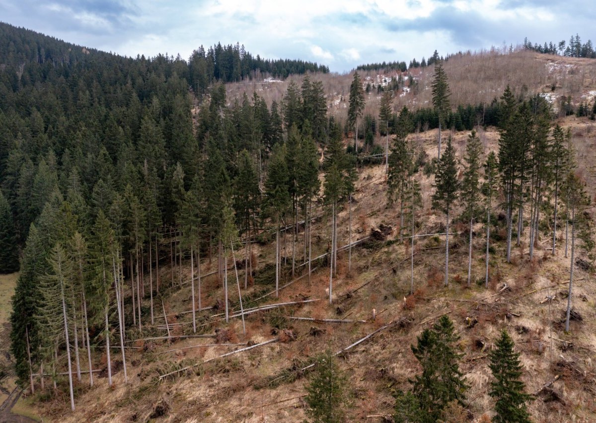 Thüringer Wald