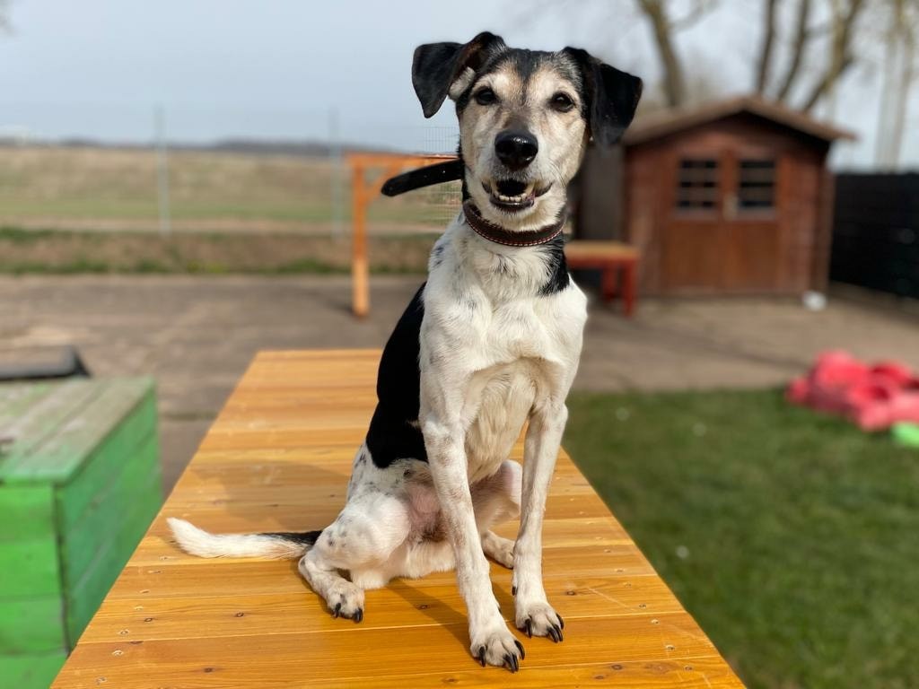 Auch Rüde Chicko trainiert fleißig auf dem Hundeplatz in Nordhausen. 