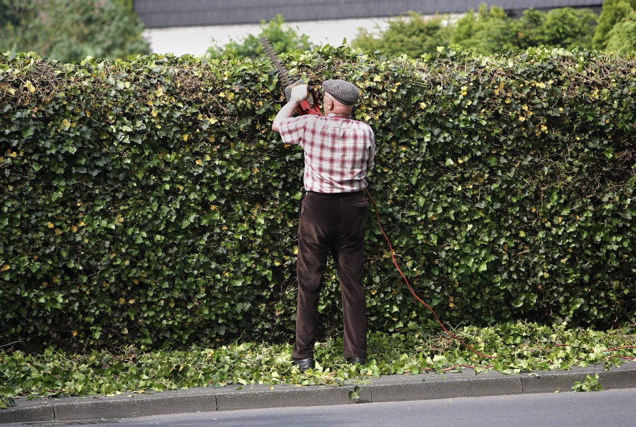 In Weimar führte samstägliche Gartenarbeit – wie hier das Stutzen der Hecke – zu einem handfesten Streit. (Symbolfoto)