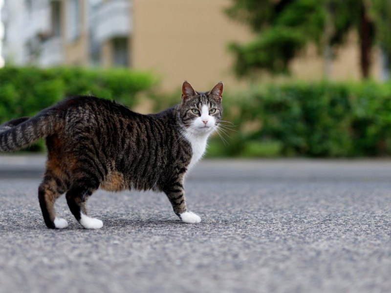 thüringen arme katze.jpg