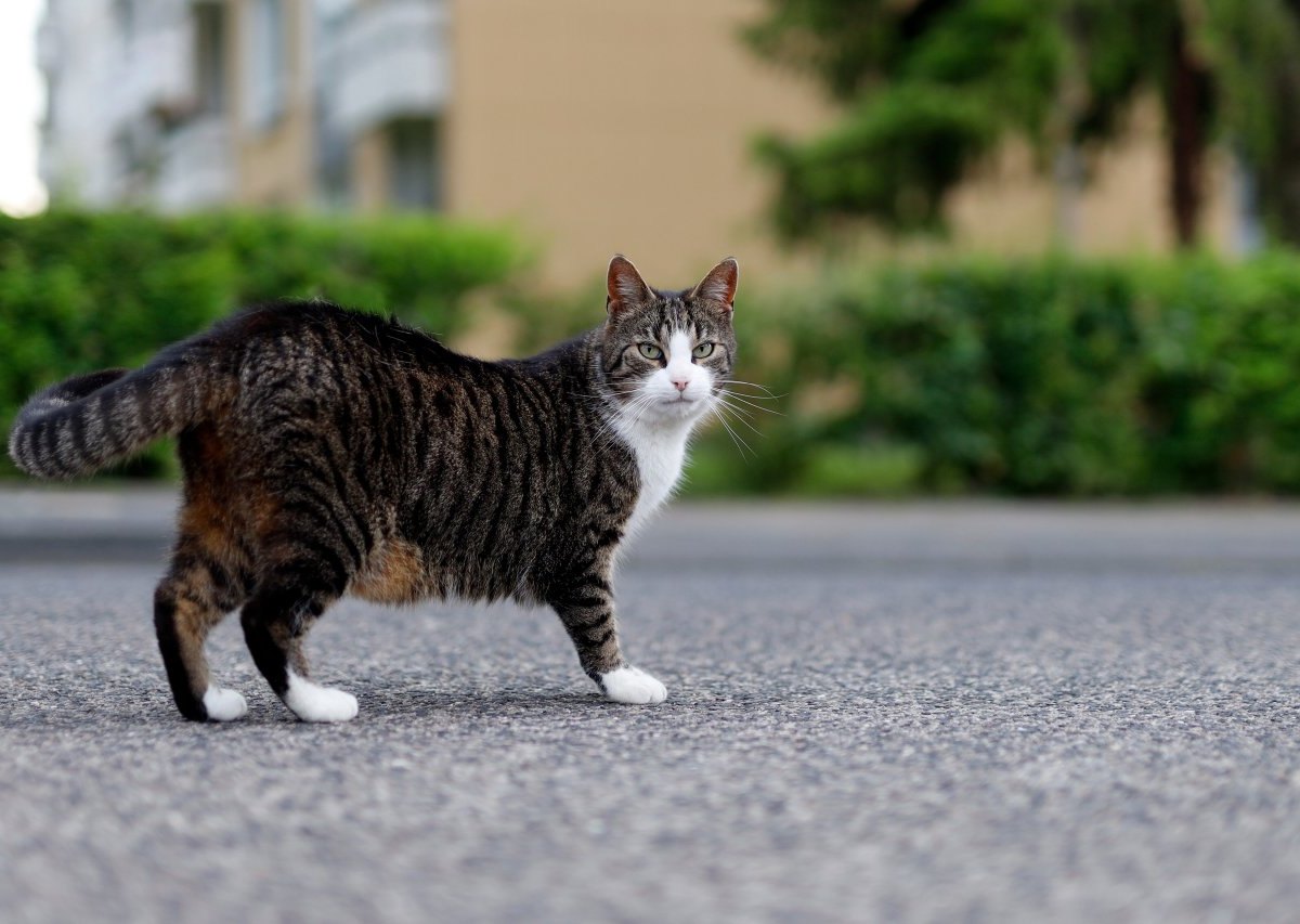 thüringen arme katze.jpg